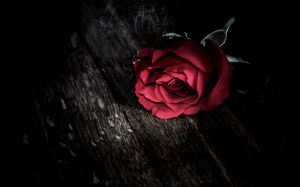 red-flowers-hd-wallpapers-best-roses-images-background